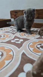Cucciolo Scottish Fold Blue (Maschio)