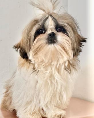 Shih Tzu figli di campioni, pedigree enci