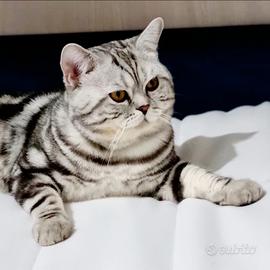 Gatto Scottish per accoppiamento monta British