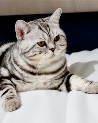 Gatto Scottish per accoppiamento monta British