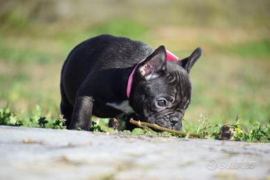 Bulldog francese