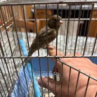 Canarino 2025 allevato a mano