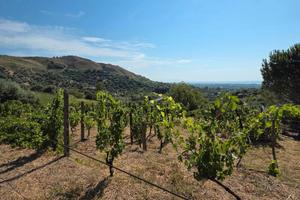 Terreno agricolo vigneto e uliveto a Calatabiano