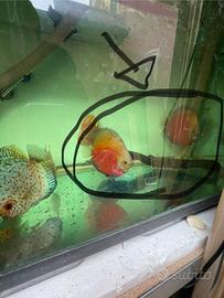 Coppia discus red melon