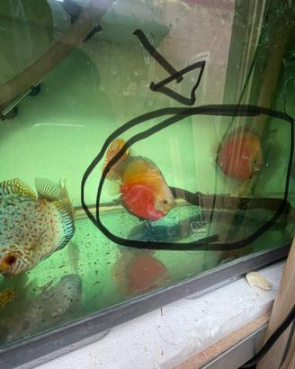 Coppia discus red melon