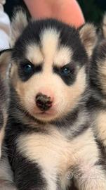 Siberian Husky cucciolo
