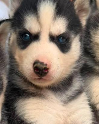 Siberian Husky cucciolo