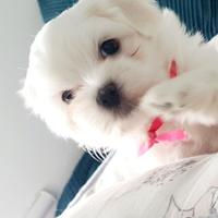 Cucciolata di maltese maschi femmine