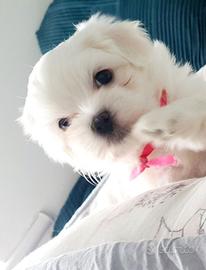 Cucciolata di maltese maschi femmine