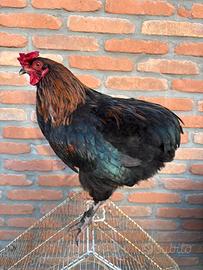 Galli galline araucana