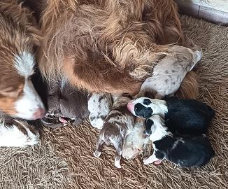 Cuccioli di Pastore Australiano