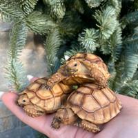 Geochelone sulcata