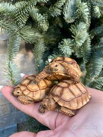 Geochelone sulcata