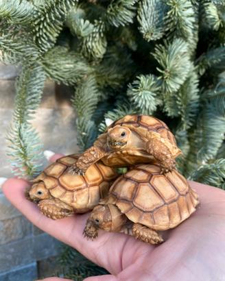 Geochelone sulcata