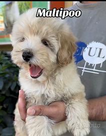 Cucciolo di maltipoo