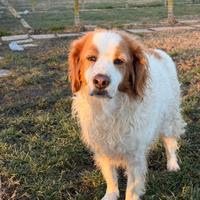 Alice bretoncina a ferrara