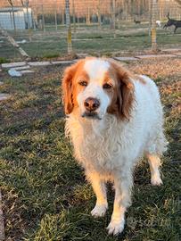 Alice bretoncina a ferrara