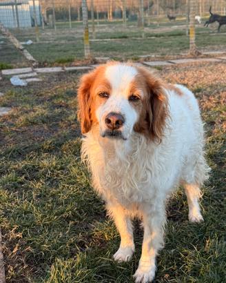 Alice bretoncina a ferrara