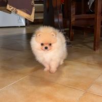 Cuccioli Spitz Tedesco Nano (Pomerania)