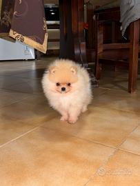 Cuccioli Spitz Tedesco Nano (Pomerania)