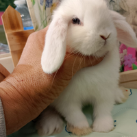 CHICCA coniglio ariete nano bianco occhi blu