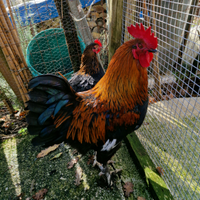 Nero ramato marans