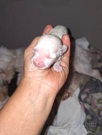 Cuccioli incrocio di maltese con York shire