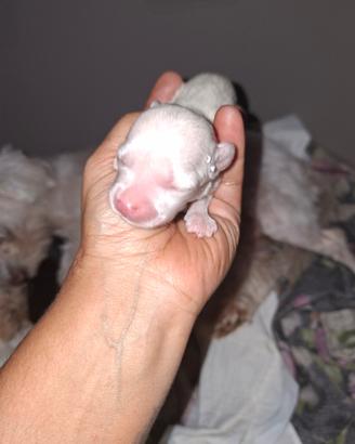 Cuccioli incrocio di maltese con York shire