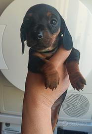 Cucciolo di bassotto