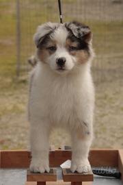 Cucciola Pastore Australiano