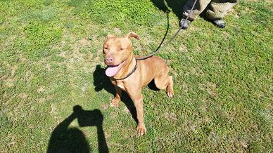 Ghemon pitbull in adozione