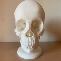 Modello Di Cranio umano,teschio 3D anatomico