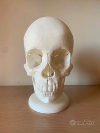 Modello Di Cranio umano,teschio 3D anatomico
