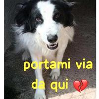 Rico 3 anni simil border collie taglia media