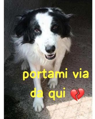 Rico 3 anni simil border collie taglia media