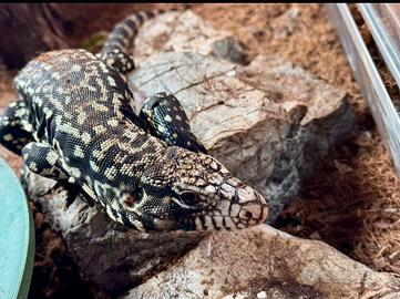 Tegu argentino