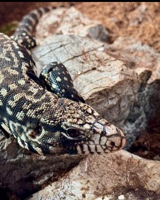 Tegu argentino