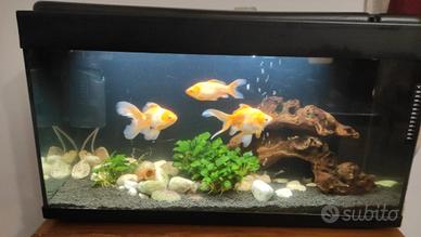 Acquario da 100 litri