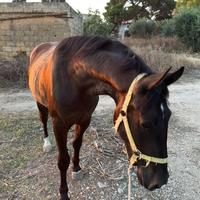 Puledro sanfratellano