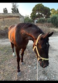 Puledro sanfratellano