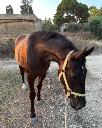 Puledro sanfratellano