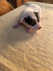 Cuccioli di jack russel