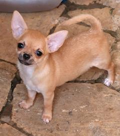 cucciola chihuahua pedigree enci 
