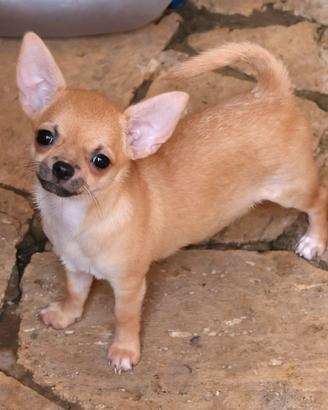 cucciola chihuahua pedigree enci 