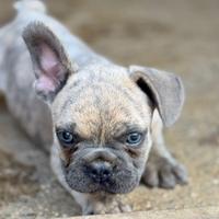 Bulldog francese