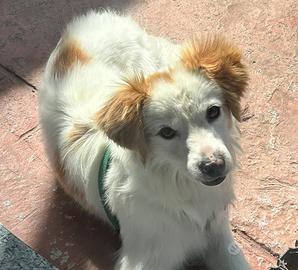 Simil volpino 2 anni