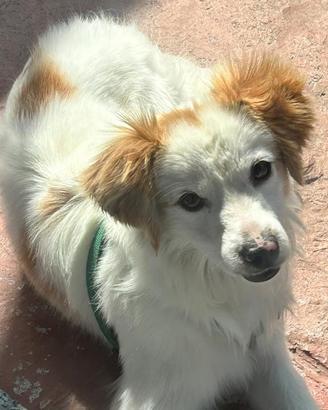 Simil volpino 2 anni