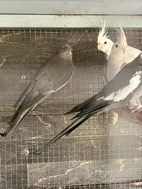 Calopsite varie mutazioni