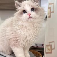Ragdoll maschio disponibile subito