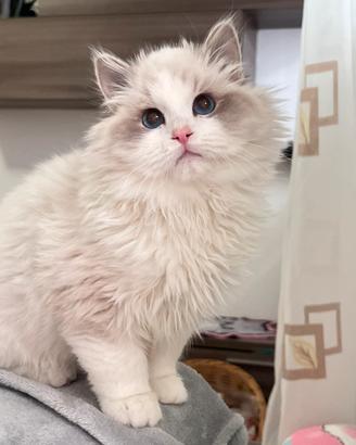 Ragdoll maschio disponibile subito